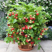 Load image into Gallery viewer, Stand Stacking Planters Strawberry Planting Pots